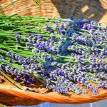 Types of Essential Oils Popular for Oral Health