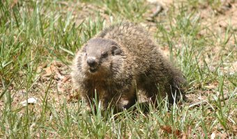 What a Groundhog and Bill Murray’s Character from Groundhog Day Have in Common