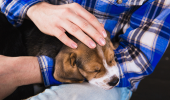 benefits of therapy dogs