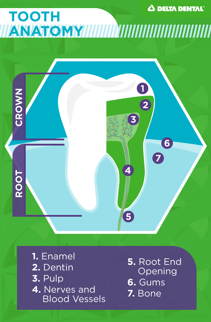 What is tooth enamel? Delta Dental of Wyoming Blog