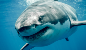 Shark teeth are one of the most fascinating in the animal kingdom. Did you know that a single shark can lose and regrow thousands of teeth in its lifetime? Learn more about the apex predator’s teeth here.