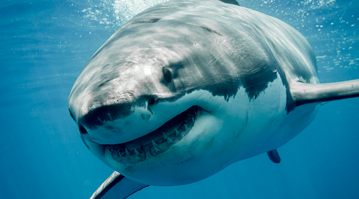 All About Shark Teeth